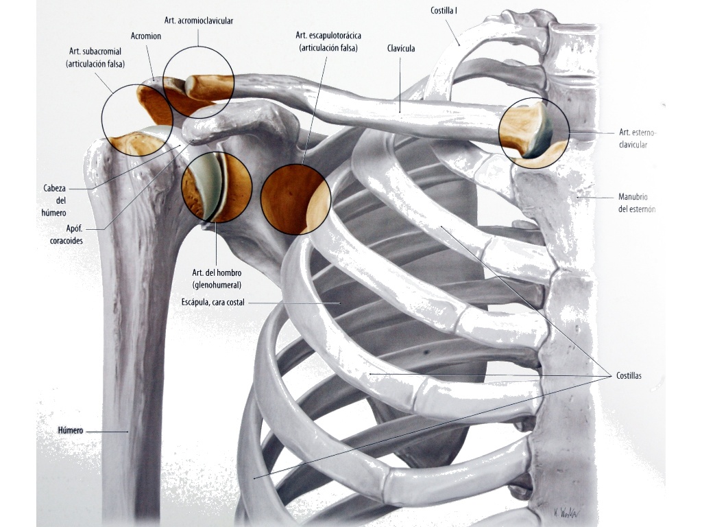 Articulacion Del Hombro 9907